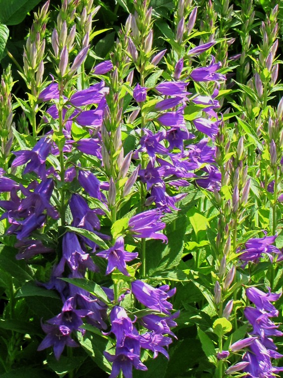 CAMPANULA LATIFOLIA MACRANTHA