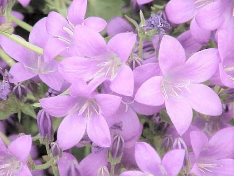 CAMPANULA POSCHARSKYANA LISDUGGAN VAR.