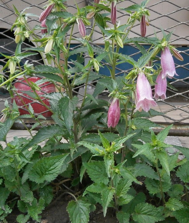 CAMPANULA PUNCTATA RUBRIFLORA