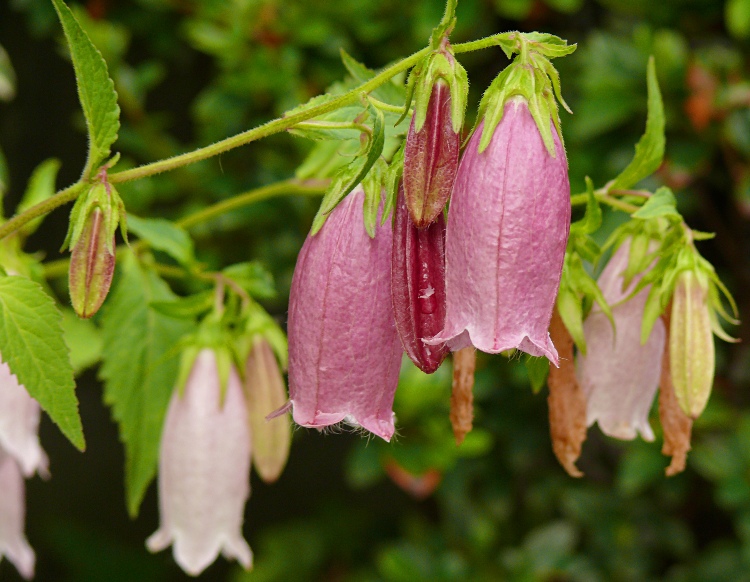 CAMPANULA PUNCTATA RUBRIFLORA