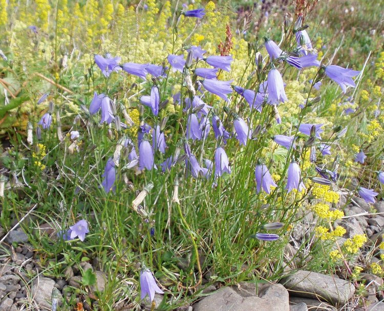 CAMPANULA ROTUNDIFOLIA