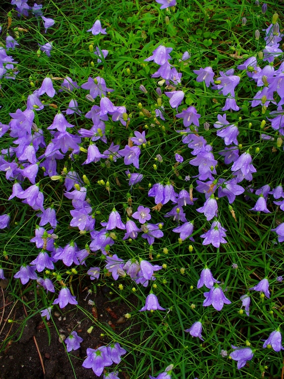 CAMPANULA ROTUNDIFOLIA