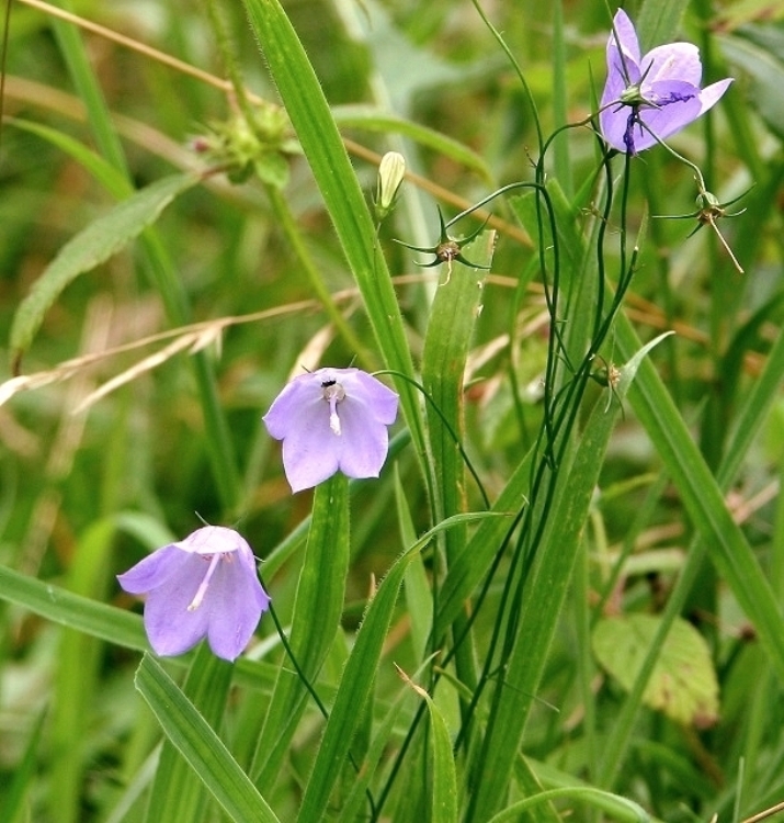 CAMPANULA ROTUNDIFOLIA
