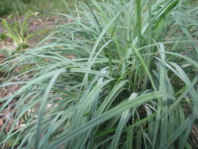CAREX FLACCA BUIS