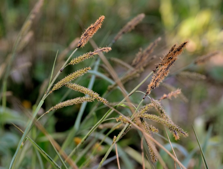 CAREX FLACCA BUIS