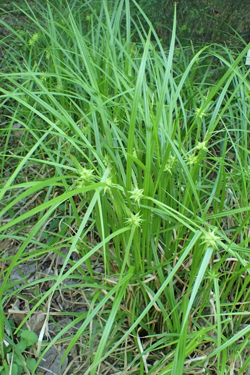 CAREX GRAYI