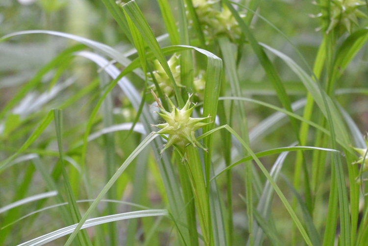 CAREX GRAYI