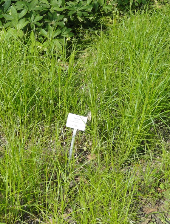 CAREX MUSKINGUMENSIS