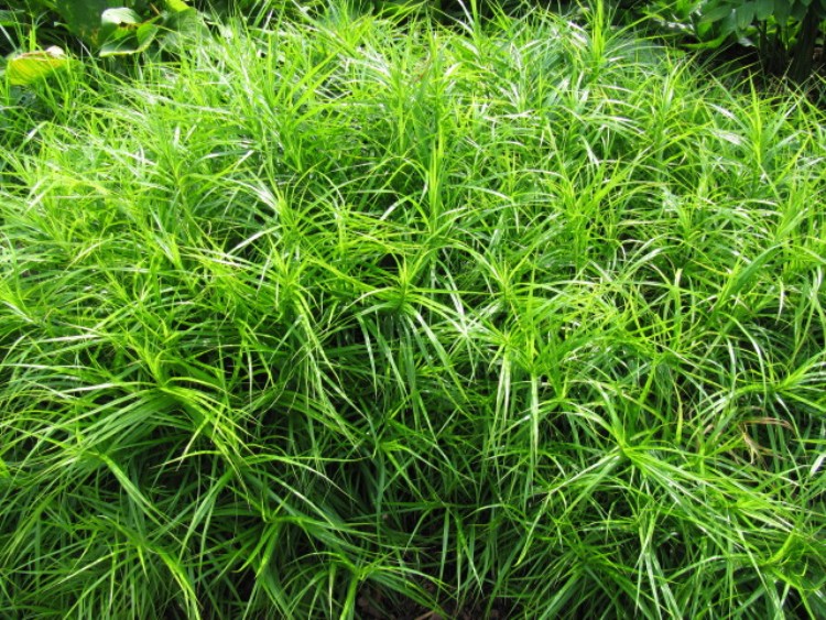 CAREX MUSKINGUMENSIS