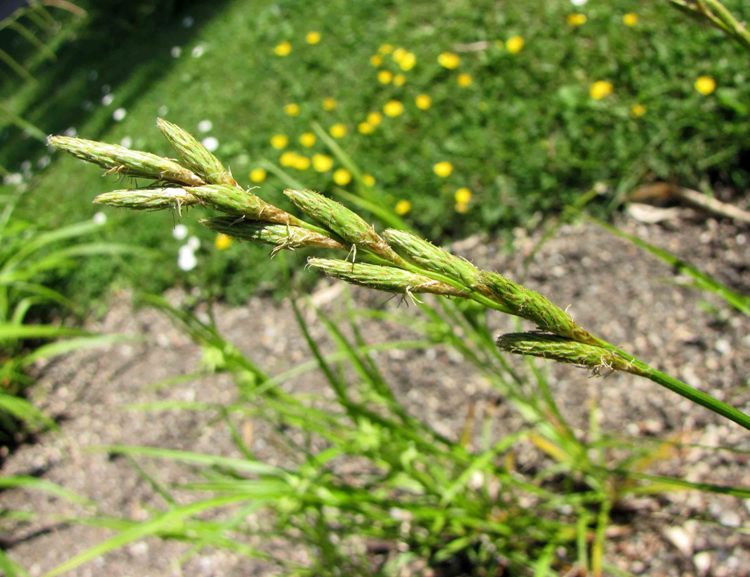 CAREX MUSKINGUMENSIS