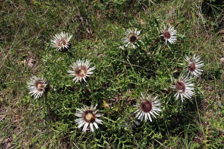 CARLINA ACAULIS