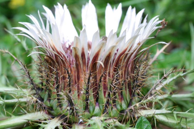 CARLINA ACAULIS