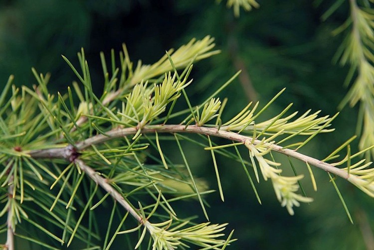 CEDRUS ATLANTICA AUREA