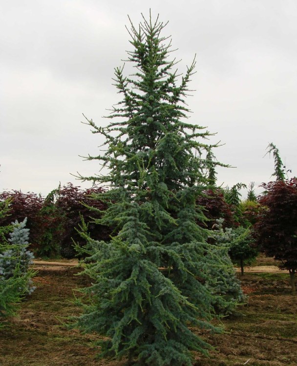 CEDRUS ATLANTICA PYRAMIDALIS