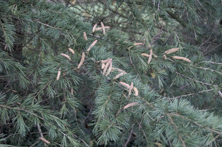 CEDRUS DEODARA ROBUSTA GLAUCA