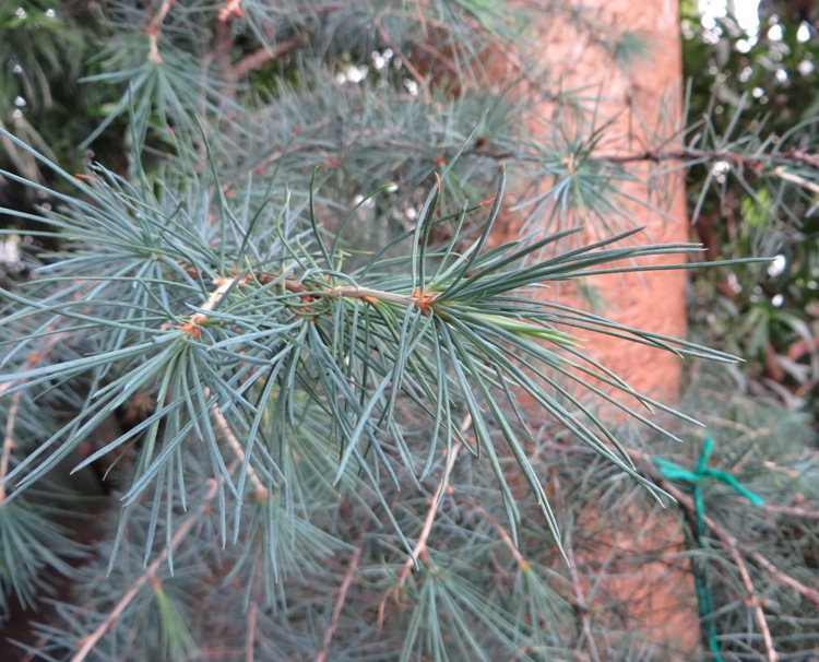 CEDRUS DEODARA ROBUSTA GLAUCA
