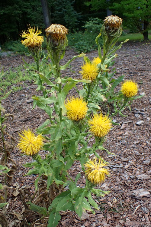 CENTAUREA MACROCEPHALA