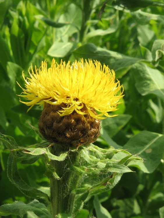 CENTAUREA MACROCEPHALA