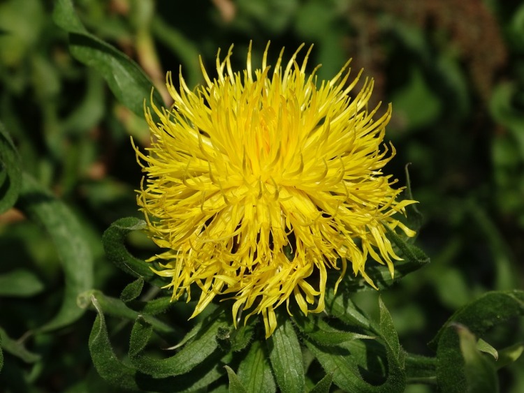 CENTAUREA MACROCEPHALA