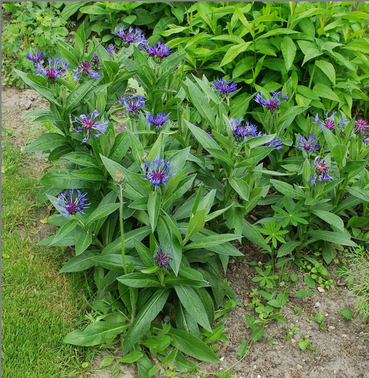 CENTAUREA MONTANA