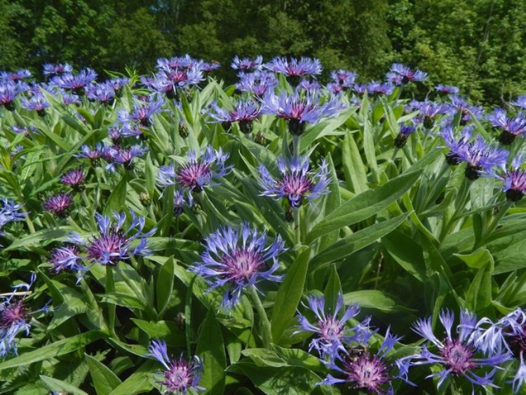CENTAUREA MONTANA