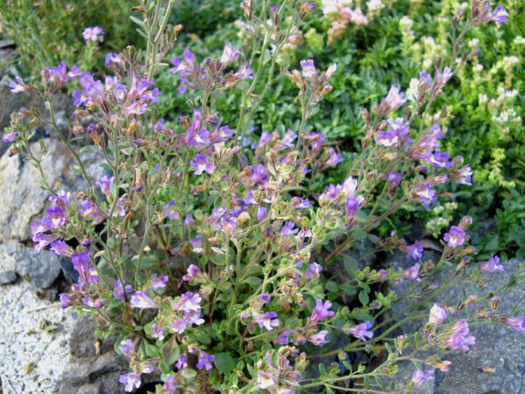 CHAENORRHINUM ORIGANIFOLIUM BLUE DREAM