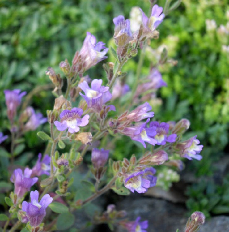 CHAENORRHINUM ORIGANIFOLIUM BLUE DREAM