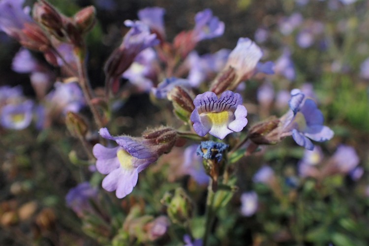 CHAENORRHINUM ORIGANIFOLIUM BLUE DREAM