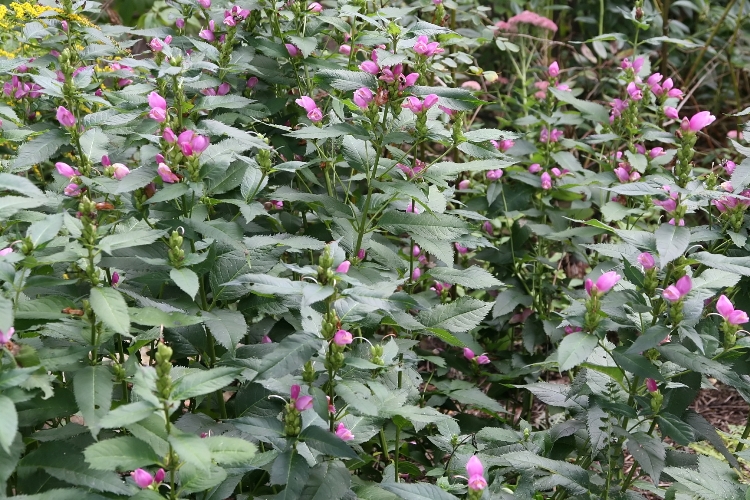 CHELONE LYONII HOT LIPS