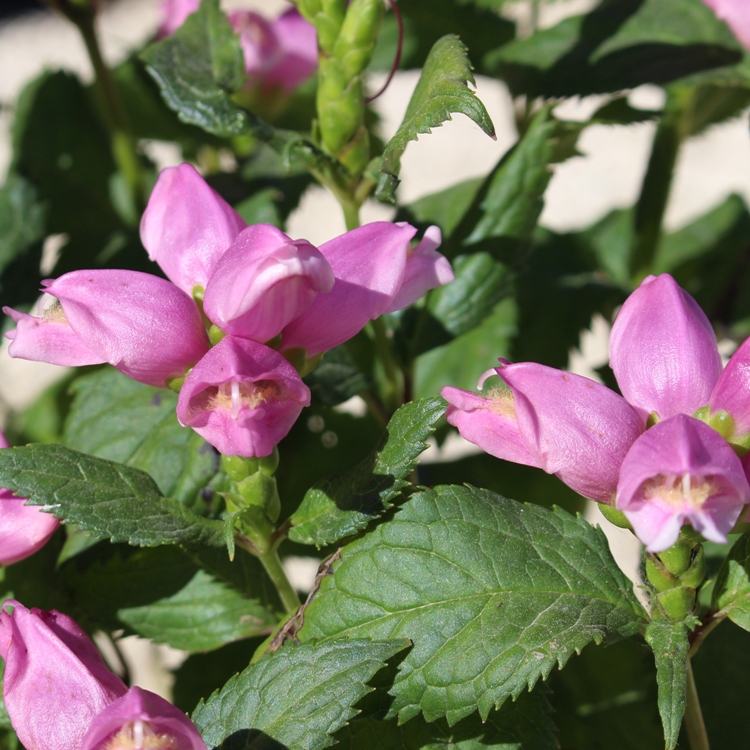CHELONE LYONII HOT LIPS
