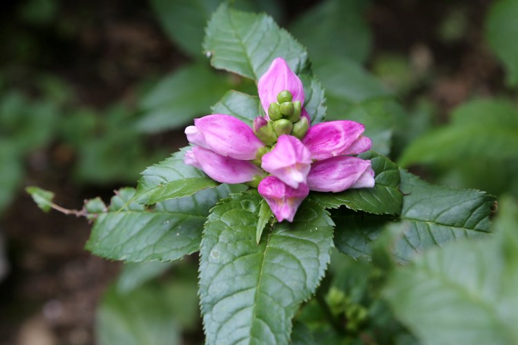 CHELONE LYONII HOT LIPS