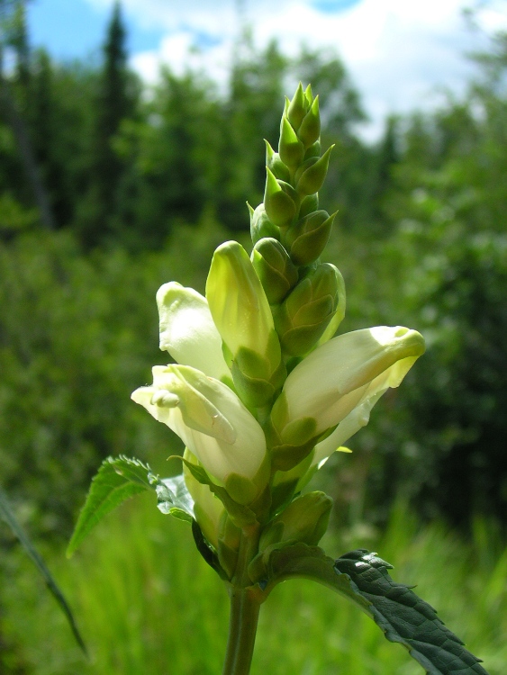CHELONE OBLIQUA ALBA