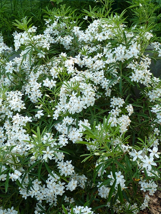 CHOISYA TERNATA AZTEC PEARL