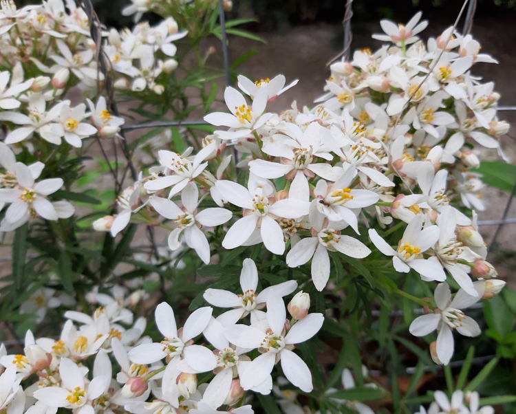 CHOISYA TERNATA AZTEC PEARL