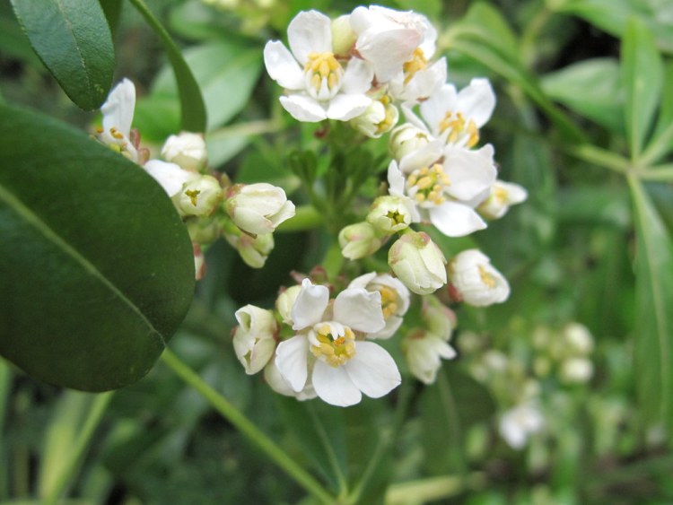 CHOISYA TERNATA AZTEC PEARL