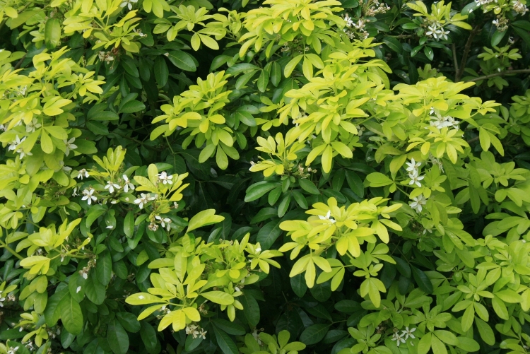 CHOISYA TERNATA SUNDANCE