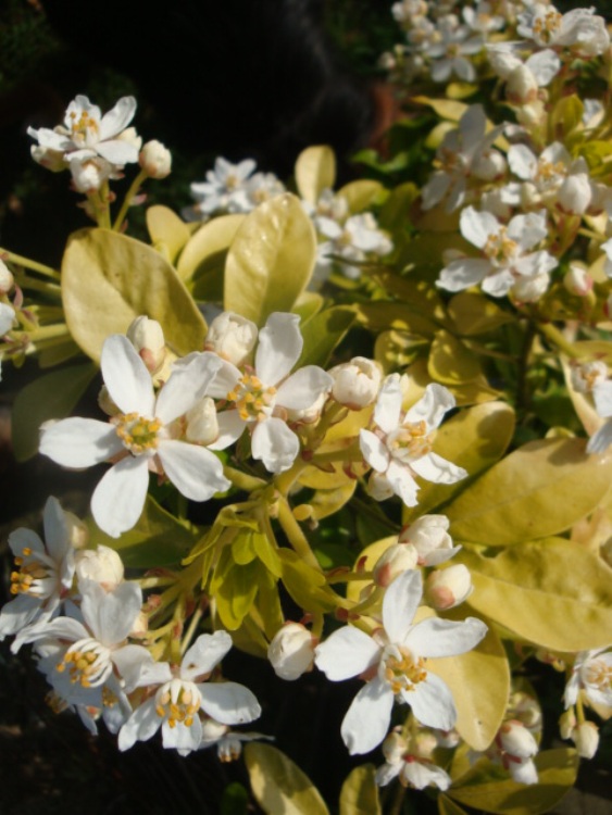 CHOISYA TERNATA SUNDANCE