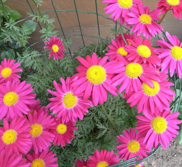 CHRYSANTHEMUM COCCINEUM (TANACETUM)