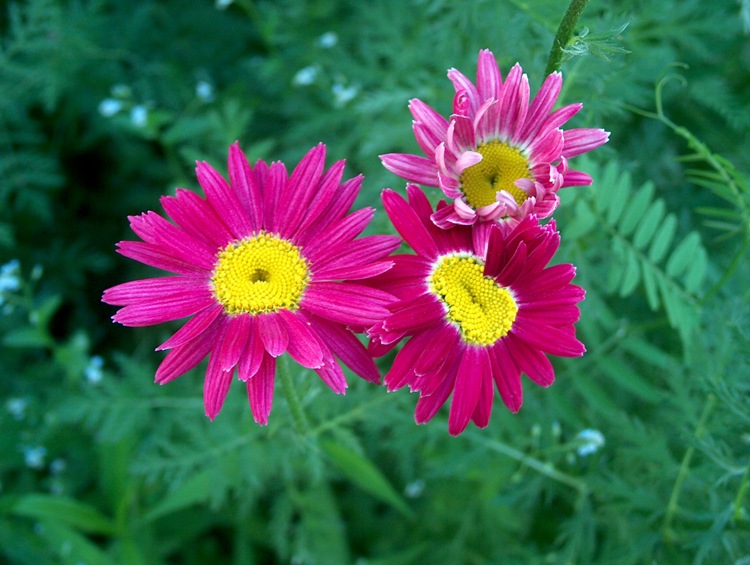 CHRYSANTHEMUM COCCINEUM (TANACETUM)