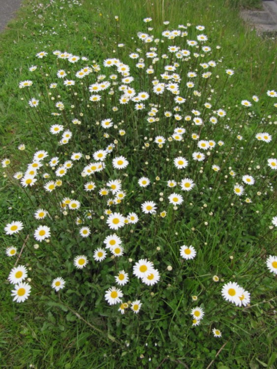 CHRYSANTHEMUM LEUCANTHEMUM