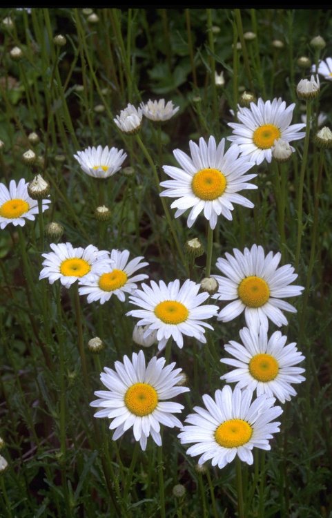 CHRYSANTHEMUM LEUCANTHEMUM