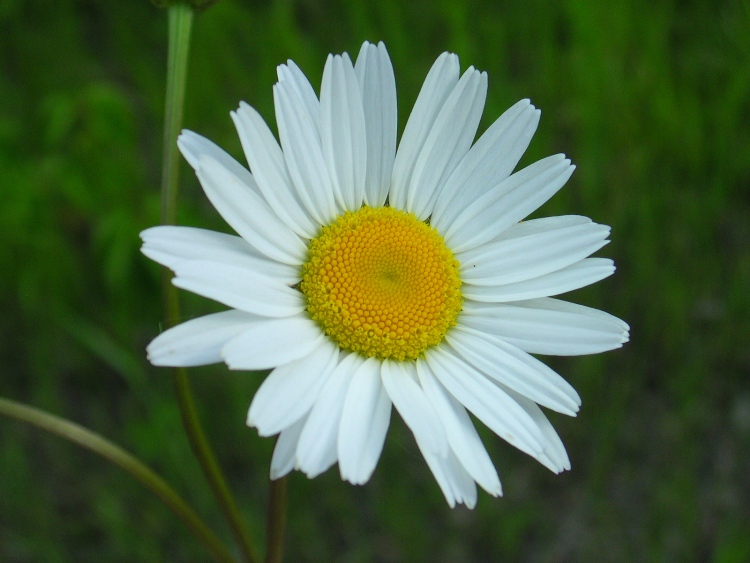 CHRYSANTHEMUM LEUCANTHEMUM
