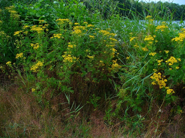 CHRYSANTHEMUM VULGARE (TANACETUM)