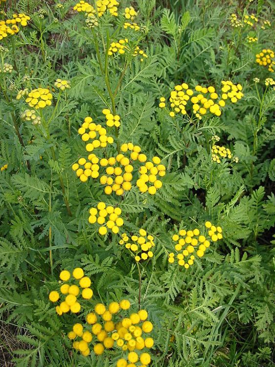 CHRYSANTHEMUM VULGARE (TANACETUM)