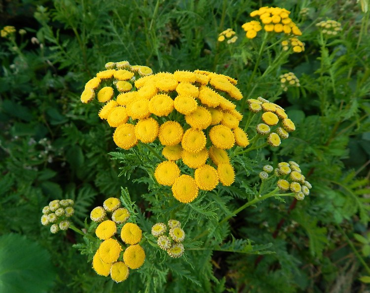 CHRYSANTHEMUM VULGARE (TANACETUM)