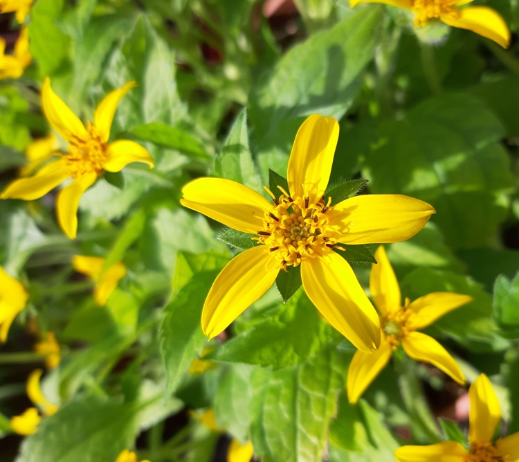 CHRYSOGONUM VIRGINIANUM