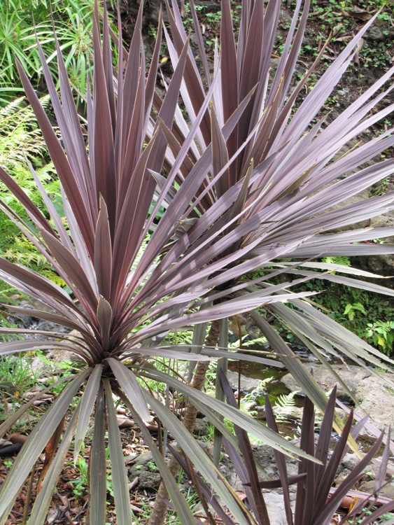 CORDYLINE AUSTRALIS PURPUREA