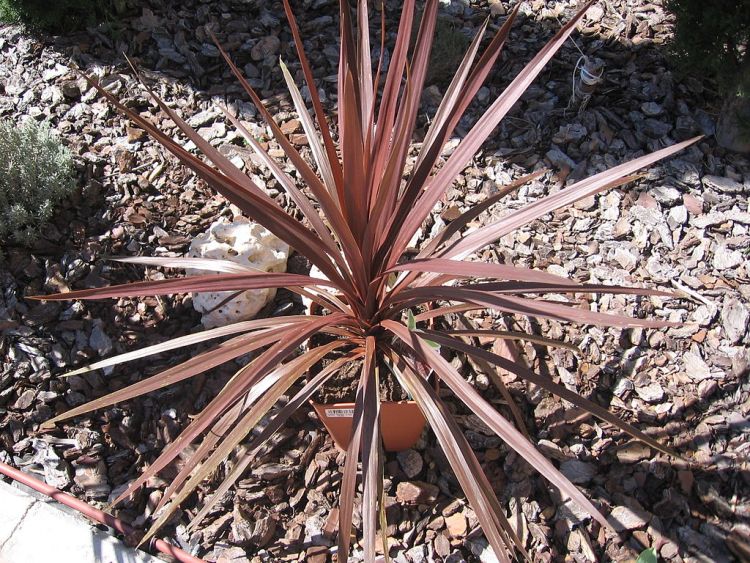 CORDYLINE RED STAR
