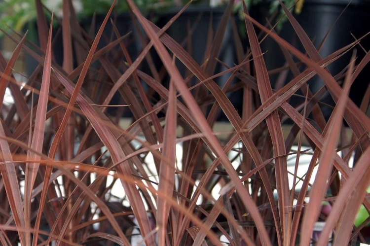 CORDYLINE RED STAR