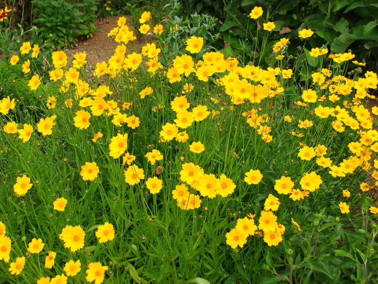 COREOPSIS GRANDIFLORA CHRISTCHURCH
